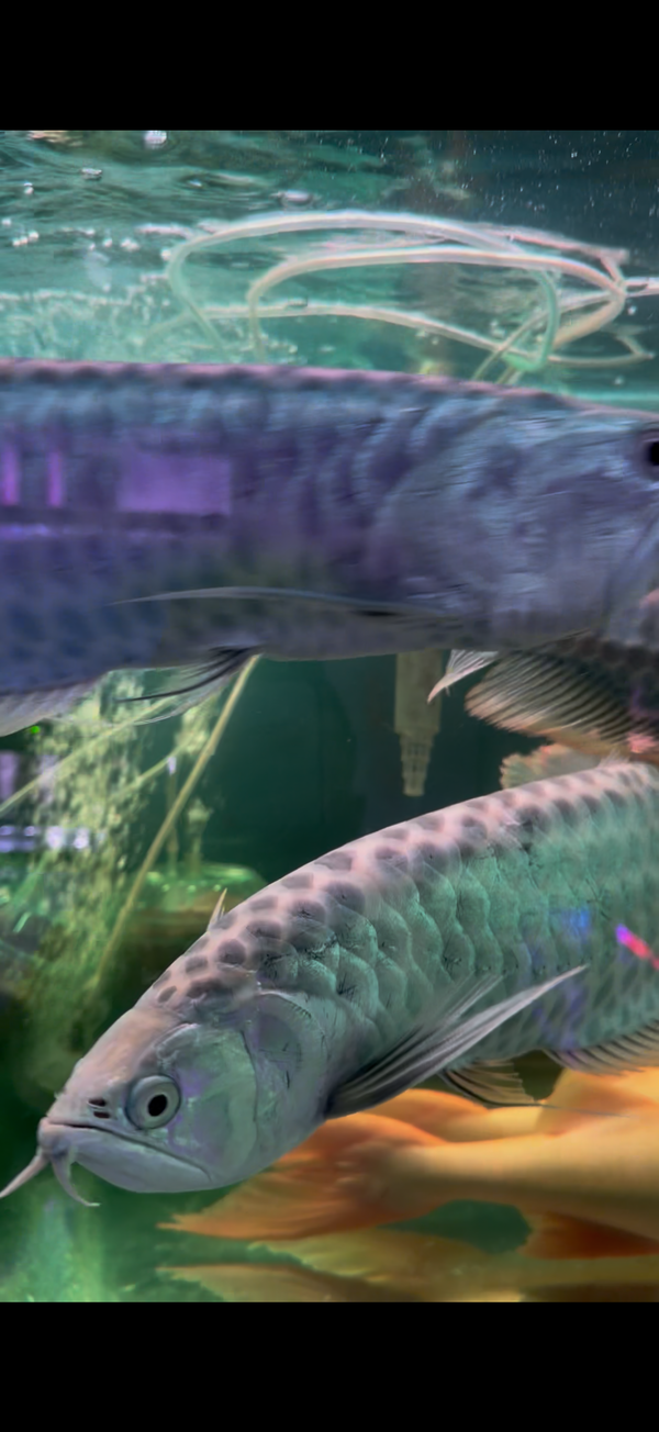 Arowana Fish for Sale | Buy Exotic Freshwater Species – 已标记