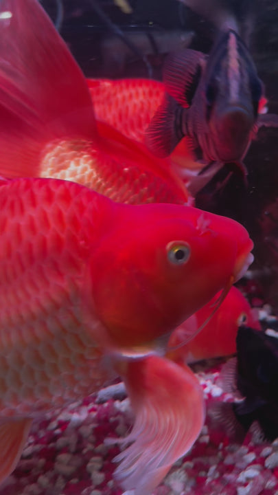 Video of a Red shortbody long fin koi swimming in clear tank water