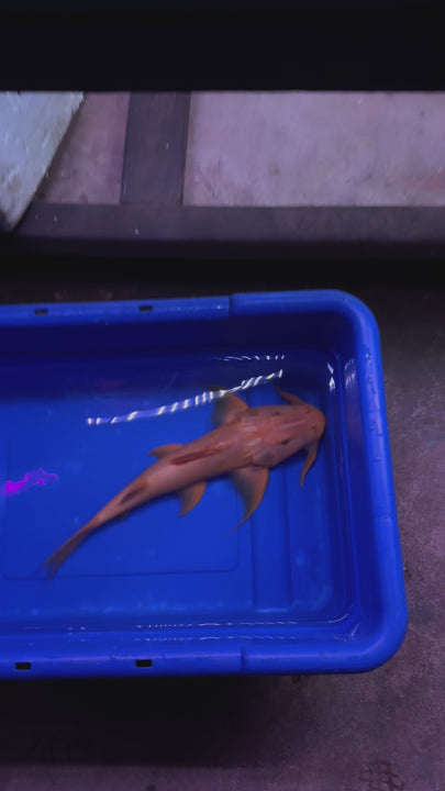 Golden Goonch Catfish (Bagarius Yarrelli)