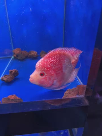 Hybrid Kohaho Flowerhorn parrot video