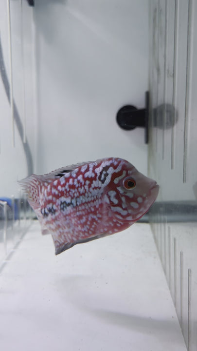 Female Kamfa Flowerhorn #74 video