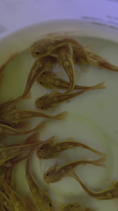 Phantom Redtail Catfish (Phractocephalus Hemioliopterus)