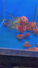 SRD Flowerhorn Fish #07 - Exact Specimen
