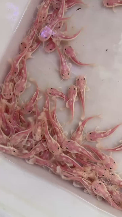 Phantom Redtail Catfish (Phractocephalus Hemioliopterus)