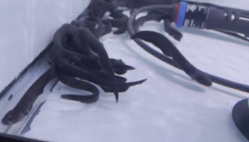 Video of a group of Electric eel fish swimming in a freshwater aquarium