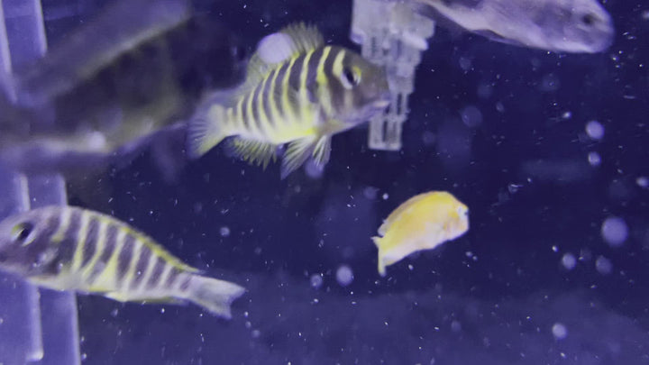 Assorted Tropheus Cichlid video
