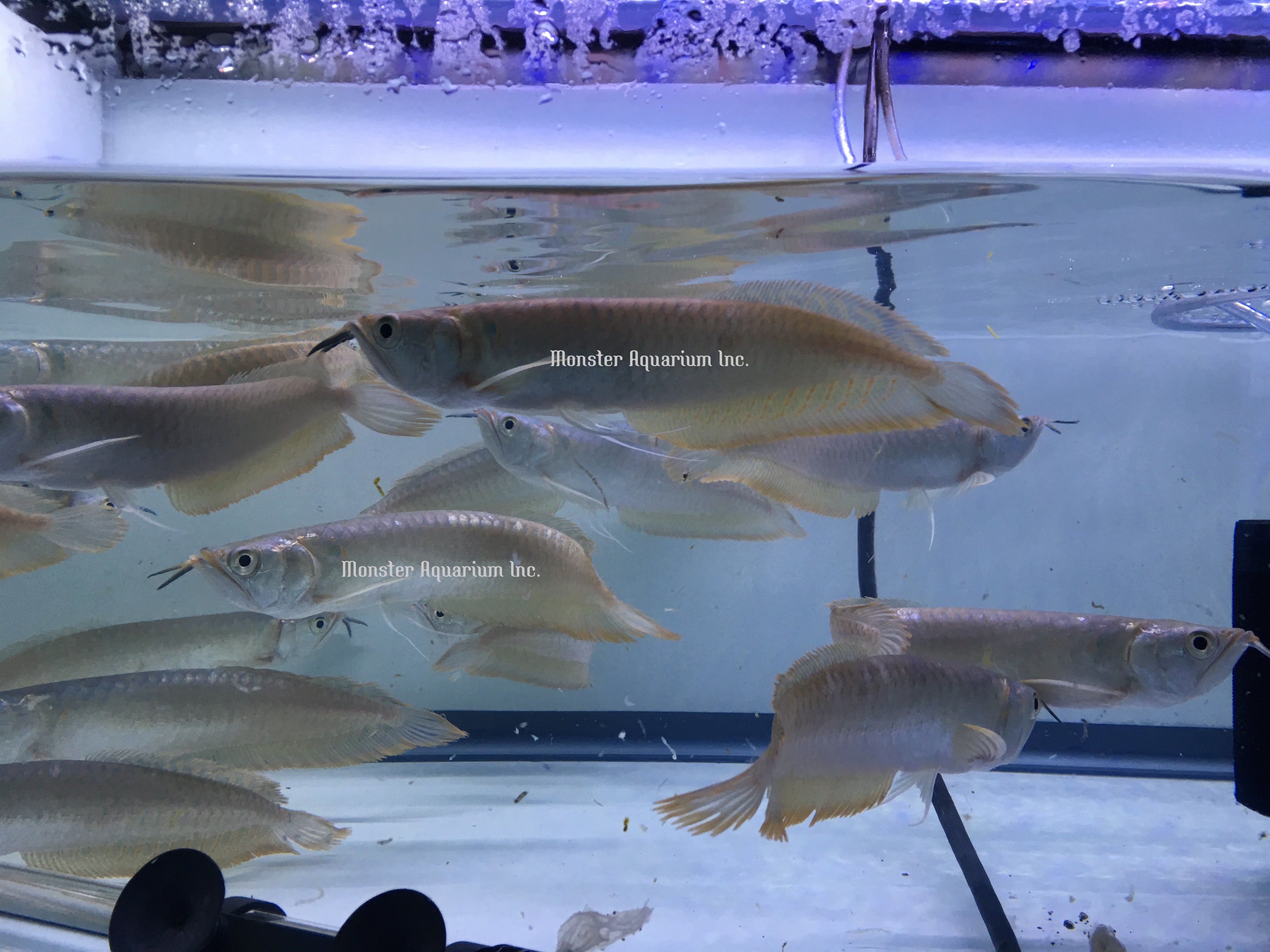 Arowana Fish for Sale | Buy Exotic Freshwater Species – 已标记