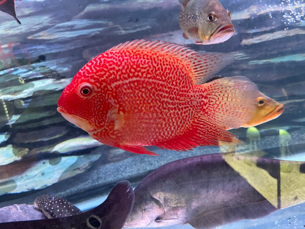 South American Cichlids for Sale | Freshwater Fish