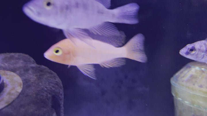 Assorted Peacock African Cichlid Video