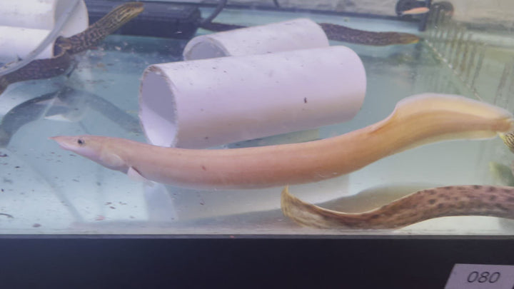 A golden fire eel swimming in an aquarium 