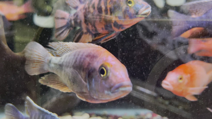 Assorted Peacock African Cichlid Video