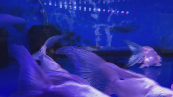Video of a Platinum balloonbody long fin koi swimming in clear water