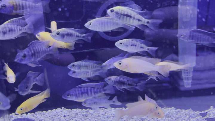 Assorted Peacock African Cichlid Video