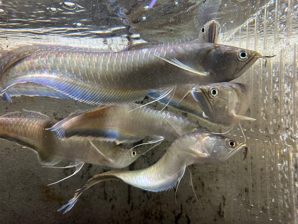 Arowana Fish for Sale | Buy Exotic Freshwater Species